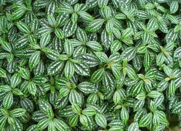 Pilea variegata