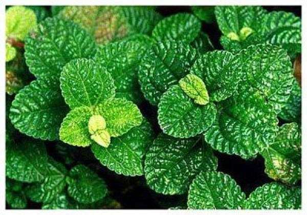 Pilea variegata