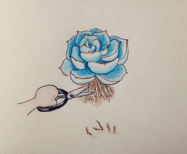Rooting