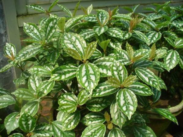 cutting propagation method of cold water flower