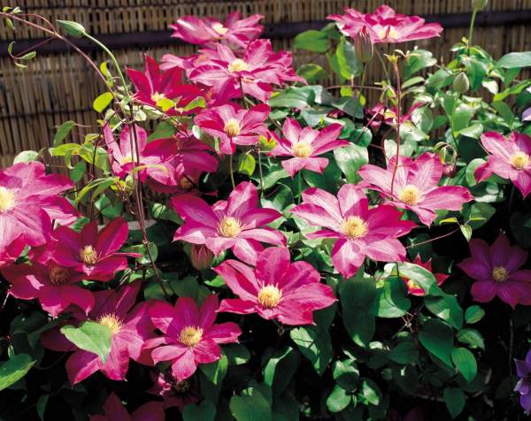 Watering Requirement of Clematis