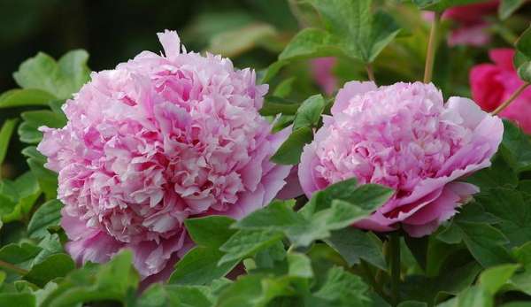 Peony always gets all kinds of fragrance.