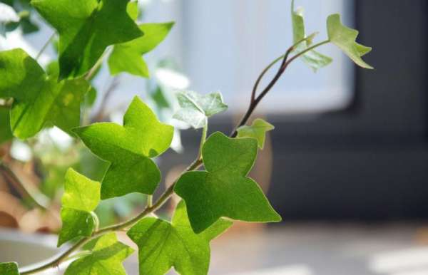 What is ivy?