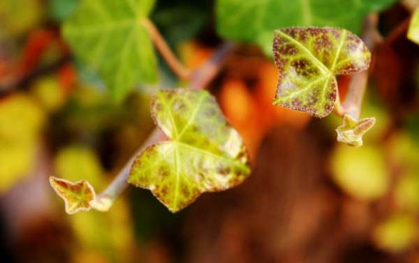What is ivy?
