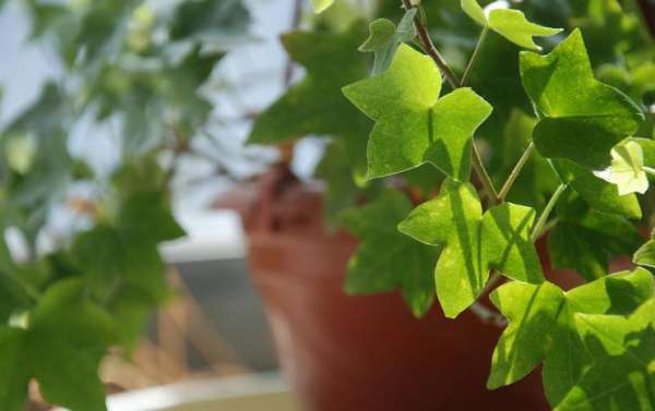 What is ivy?