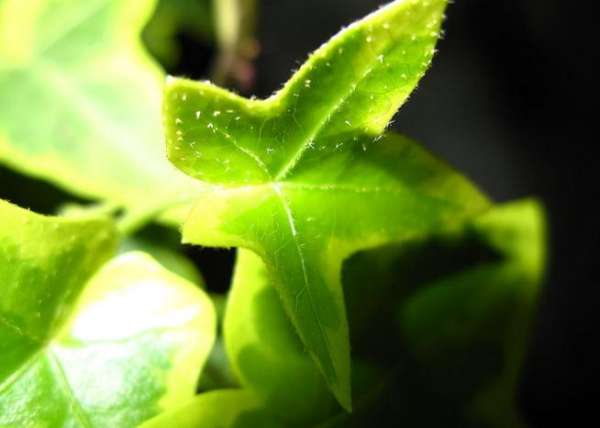what is Ivy? 
