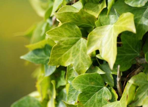what is Ivy? 