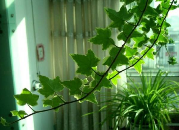 what is Ivy? 