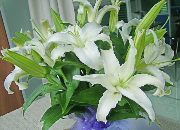 morphological characteristics of lilies