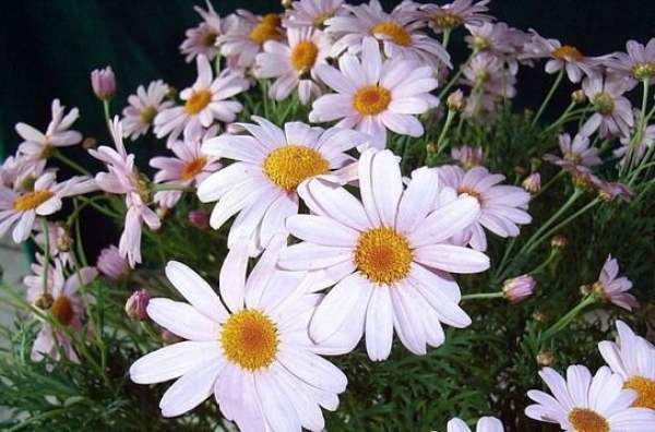 cutting method of Marguerite flower