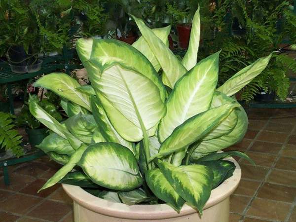 green plants