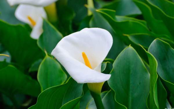 Alocasia