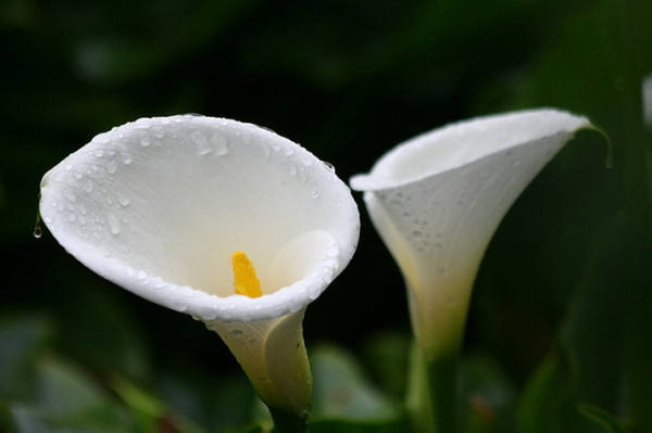 Alpine flowers