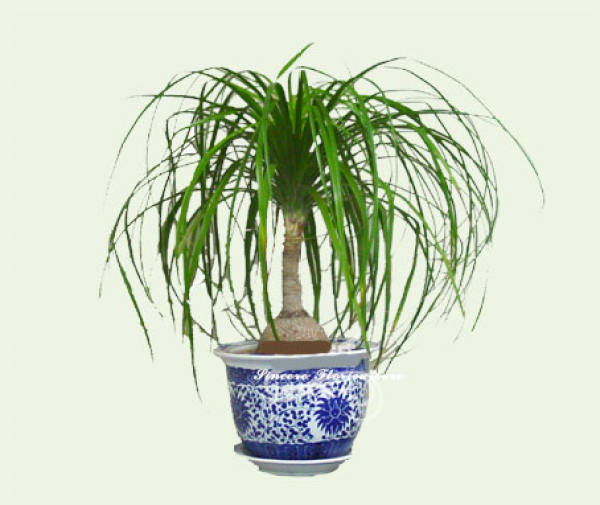Soil for Potted Bottle Orchid