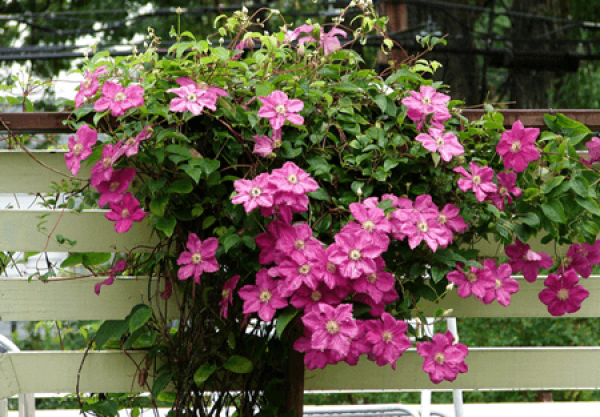 Clematis