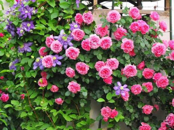 Clematis