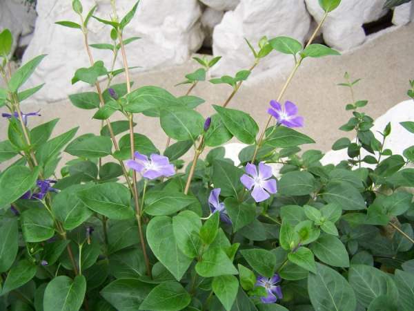 Clematis