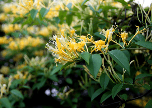 Clematis