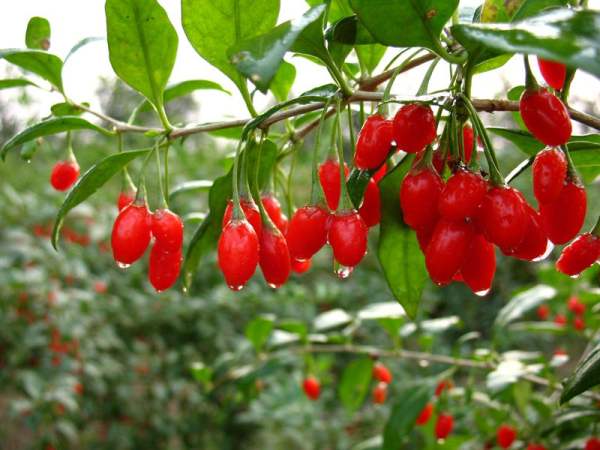 Lycium barbarum
