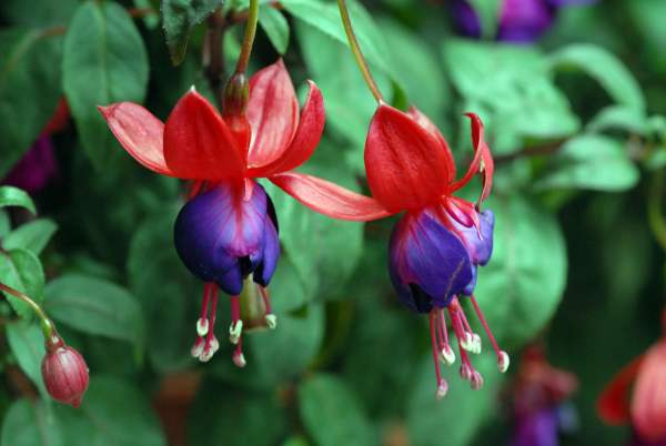 Fertilizing method for upside-down golden bell