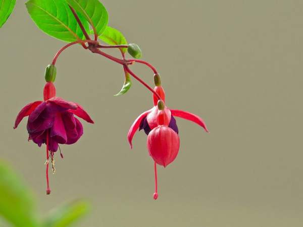 Fertilizing method for upside-down golden bell