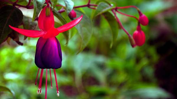 fertilization method of hanging upside down Golden Bell