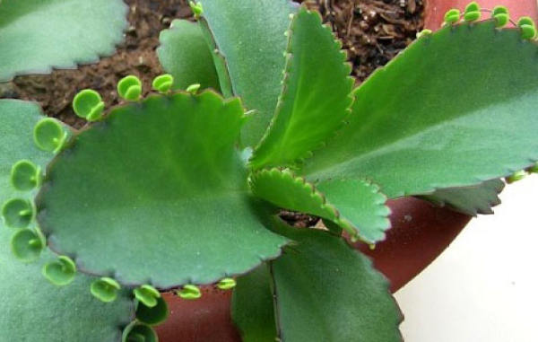 Propagation method of taking root on ground