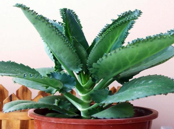 Propagation method of taking root on ground