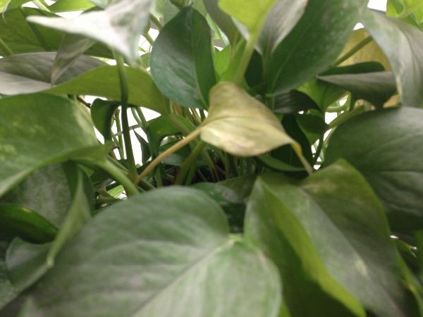 Yellow leaves of hydroponic scindapsus