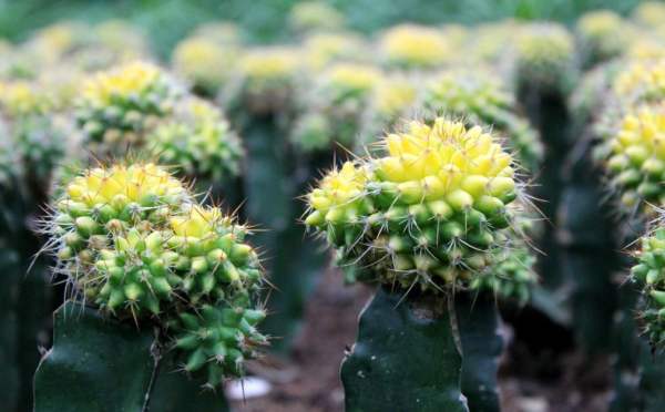 The Flower Language of Cactus
