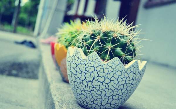 flower language of cactus