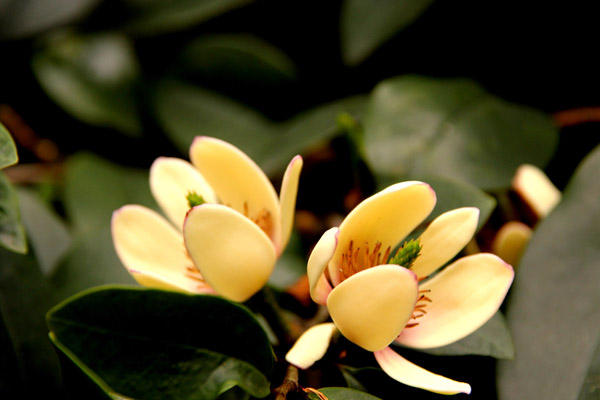 Light and Temperature Requirements of Michelia Figo