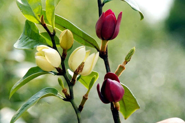 light and temperature requirements of Michelia
