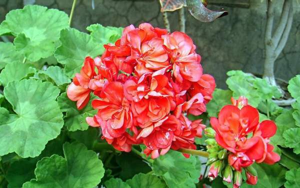 Method for spending summer of geranium