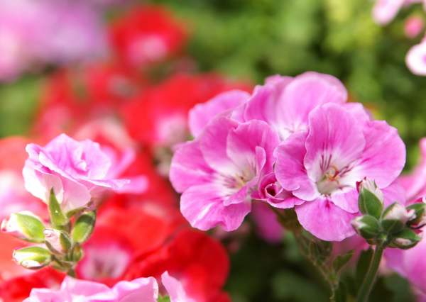 Method for spending summer of geranium