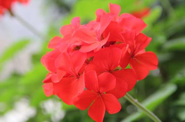 Geranium summer method