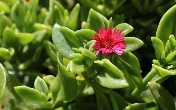 cultivation of Paeonia suffruticosa: light