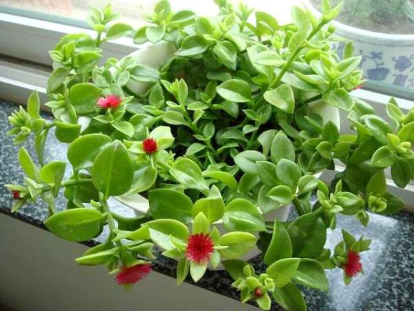 cultivation of Paeonia suffruticosa: light