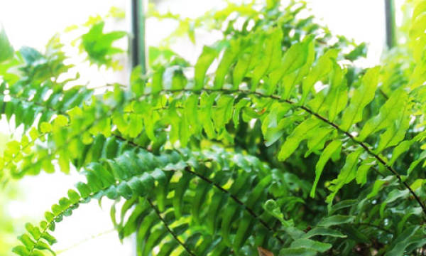 soil requirements for Boston fern