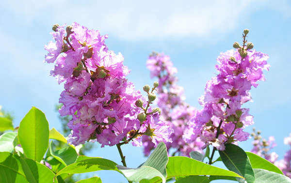 morphological characteristics of crape myrtle