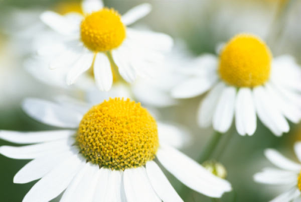 flower language of chamomile