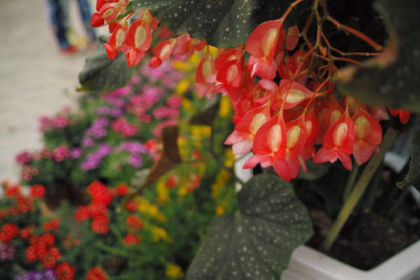 What is the Star Point Begonia?