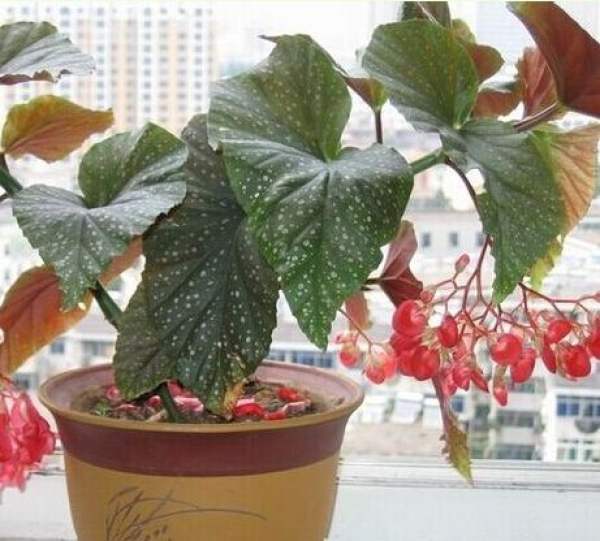 What is the Star Point Begonia?