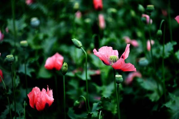 poppy