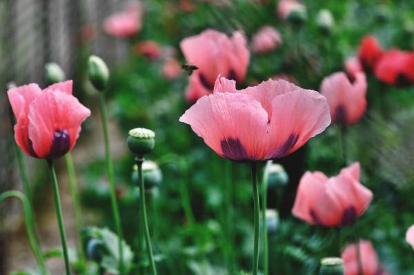poppy