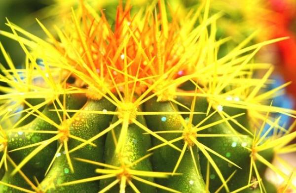 Selection of Golden Amber Ball Flowerpot