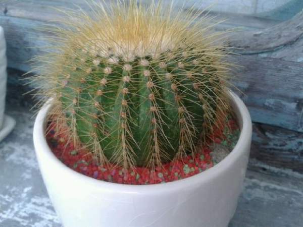 selection of golden globose flowerpot selection of golden globose flowerpot