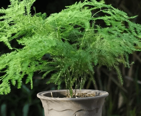 Asparagus