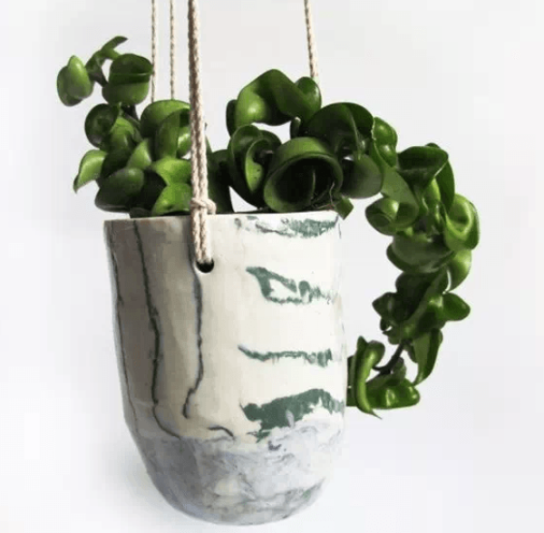 Plants on the wall