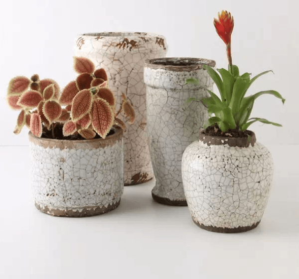 plants on the wall
